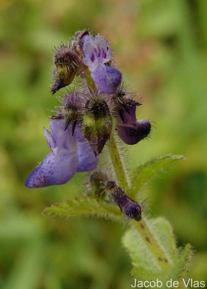 Coleus lanuginosus Hochst. ex Benth.(Hochst. ex Benth.) Agnew